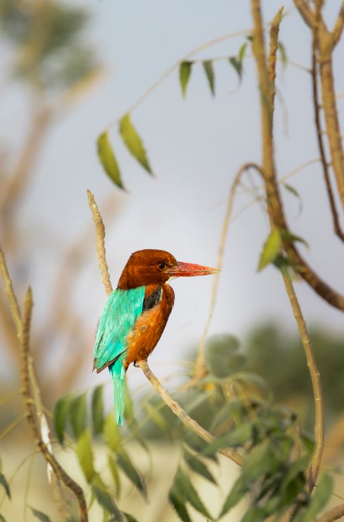 Free A vibrant kingfisher sitting on a branch amidst foliage in Harappa, Punjab, Pakistan. Stock Photo