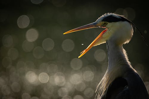 Immagine gratuita di airone, ala, animale