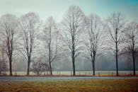 黎明时分，绿树成荫，田园诗般的秋景如画