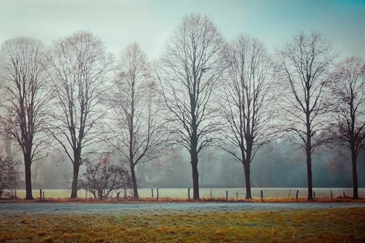 黎明时分，绿树成荫，田园诗般的秋景如画