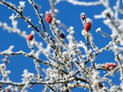 树枝上，红色的山楂浆果被霜冻包裹，映衬着蓝天