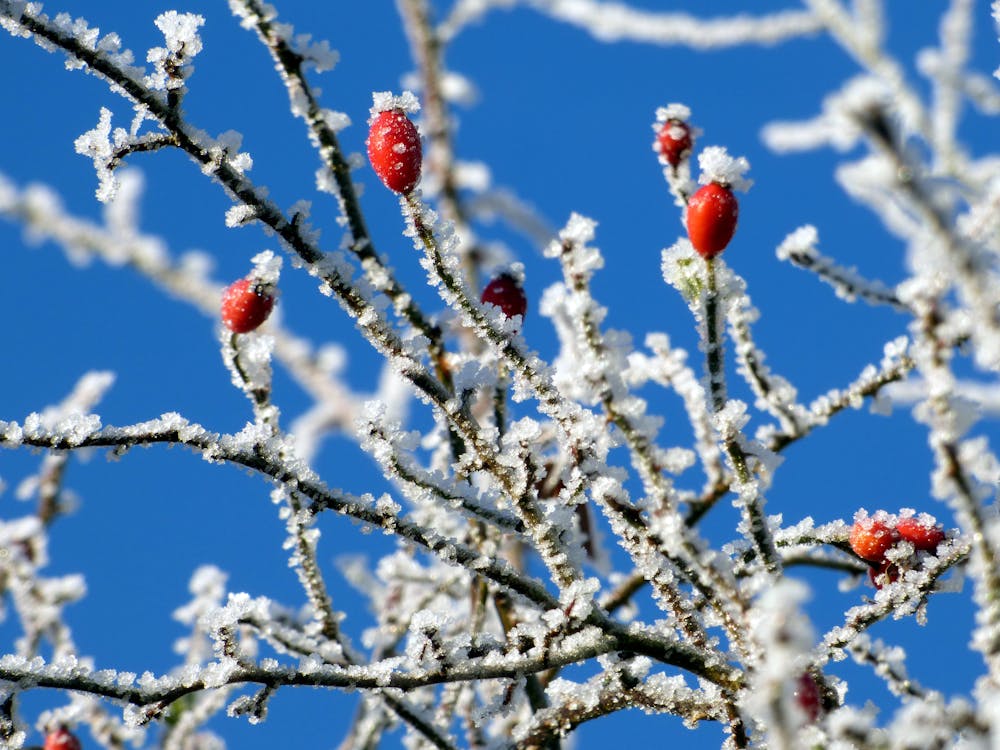 무료 하얀 눈과 붉은 과일 스톡 사진