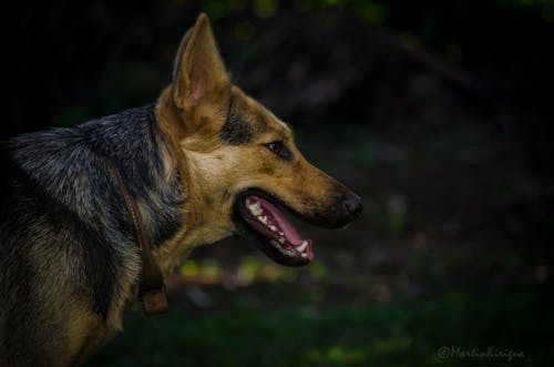 Δωρεάν στοκ φωτογραφιών με bokeh, βάθος πεδίου, μαύρο και γκρι σκυλί