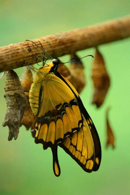 Free Yellow  and Black Butterfly Stock Photo