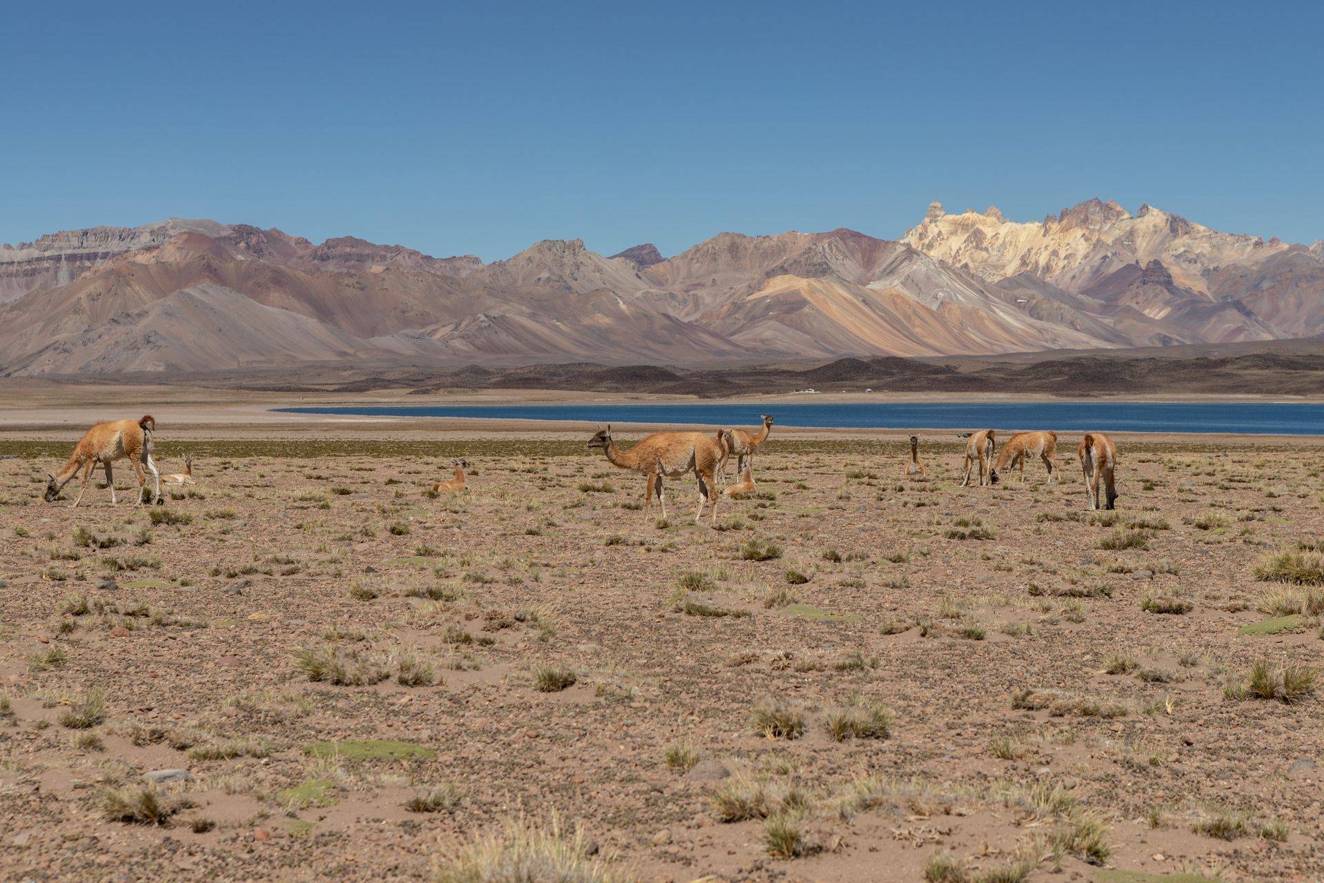 Guanacos in the arid landscape of Mendoza, Argentina with mountains and lake.