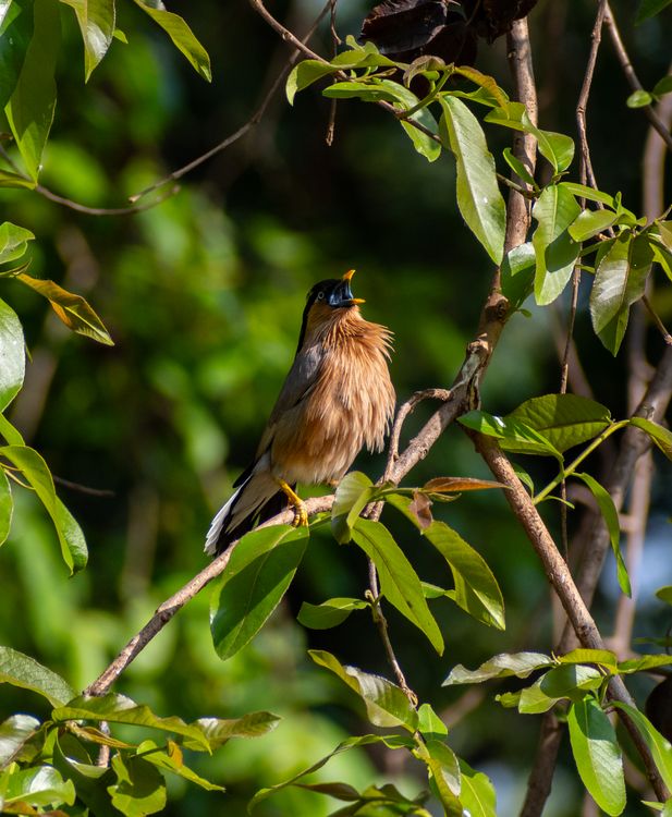 Brahminy Rothman Brahminy Starling on Tree · Free Stock Photo
