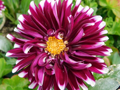 Dhalia flower,