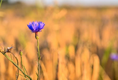 Gratis lagerfoto af blå blomster, blomst, blomsterplante