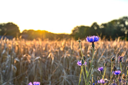 Gratis lagerfoto af blå blomster, blomsterplante, blomstrende blomster