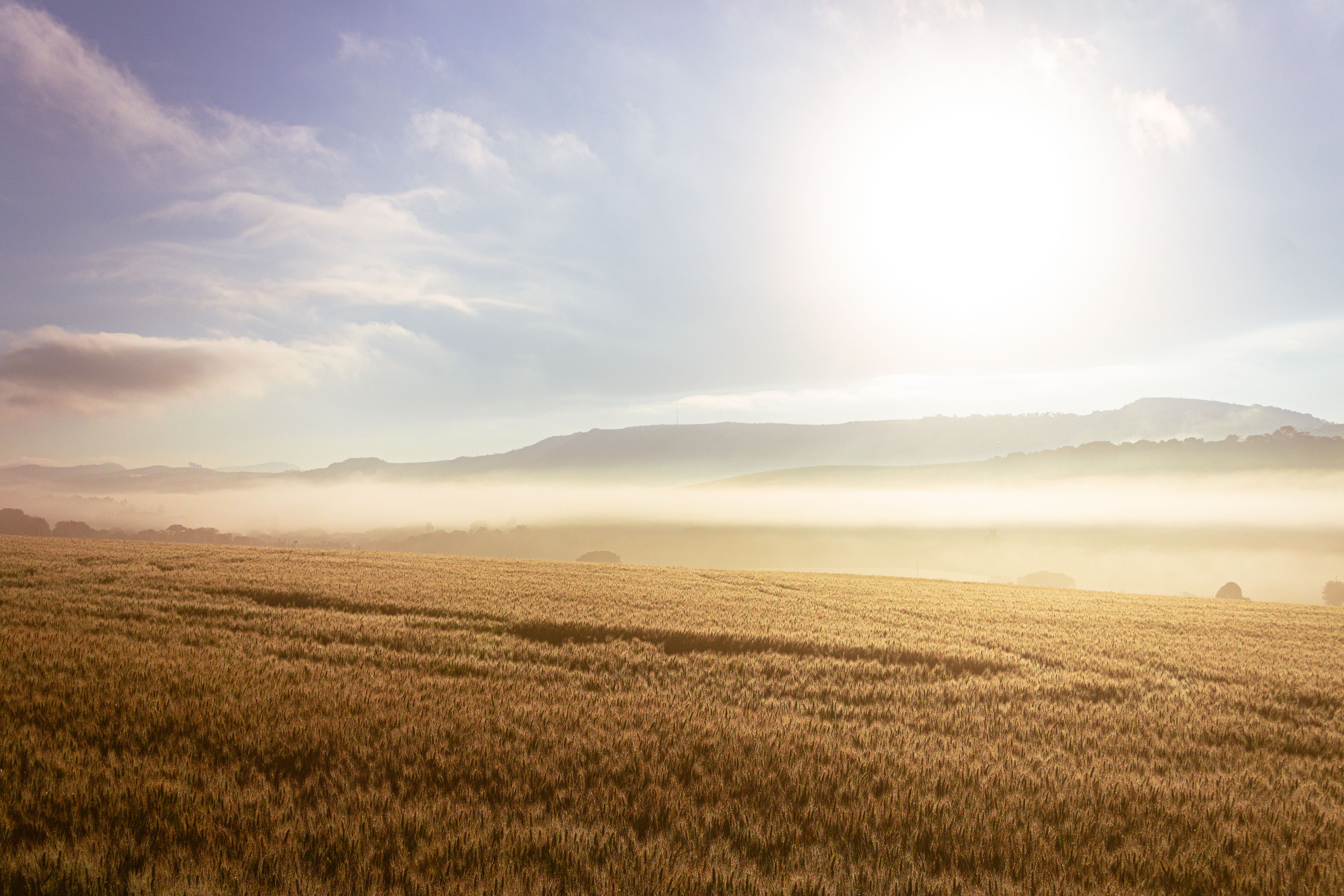Landscape of a Field · Free Stock Photo