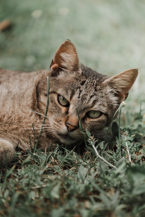 Fotos de stock gratuitas de al aire libre, animal, animales