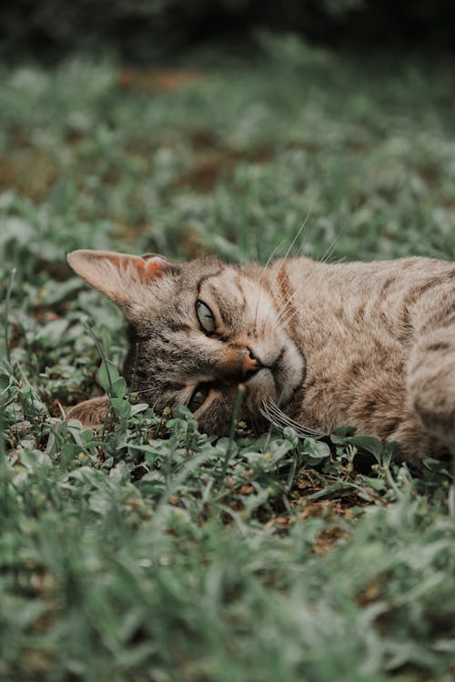 Fotos de stock gratuitas de adorable, al aire libre, animal