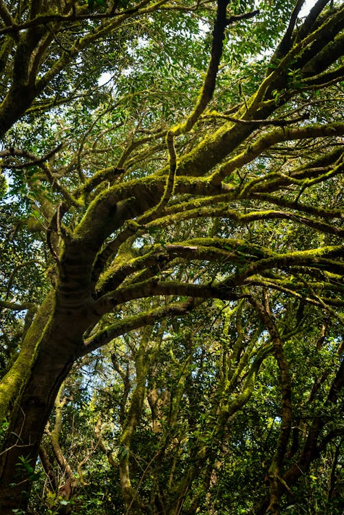 Бесплатное стоковое фото с ветвь, дерево, дневной свет