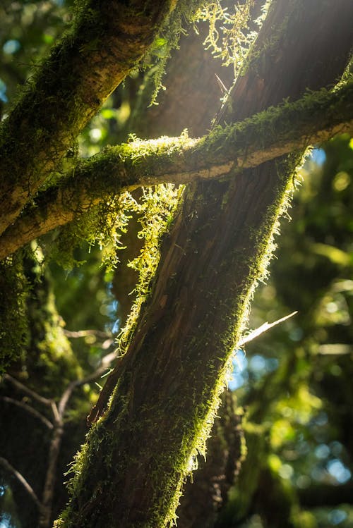 Бесплатное стоковое фото с ветвь, дерево, джунгли