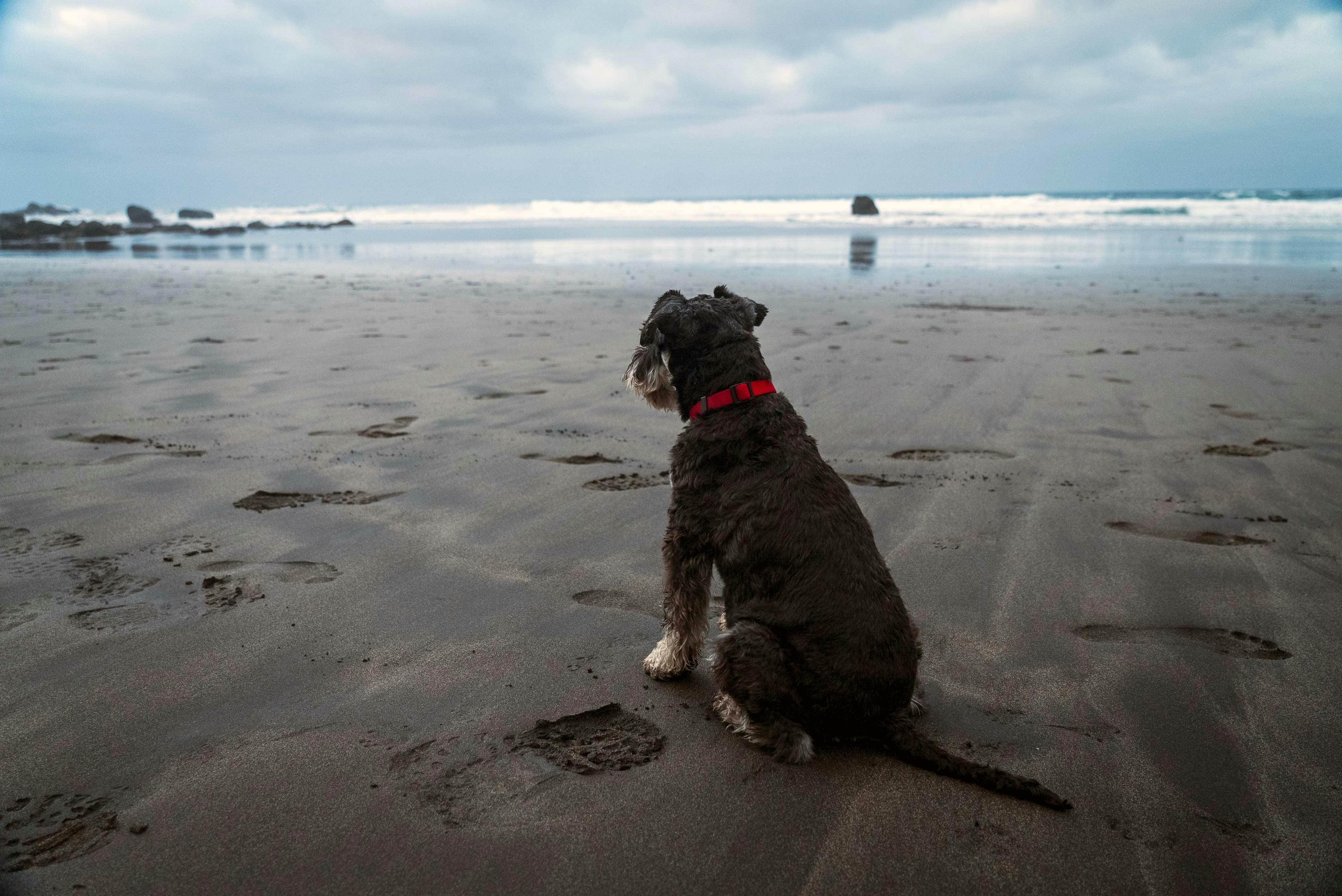 A dog sitting on the beach looking at the ocean