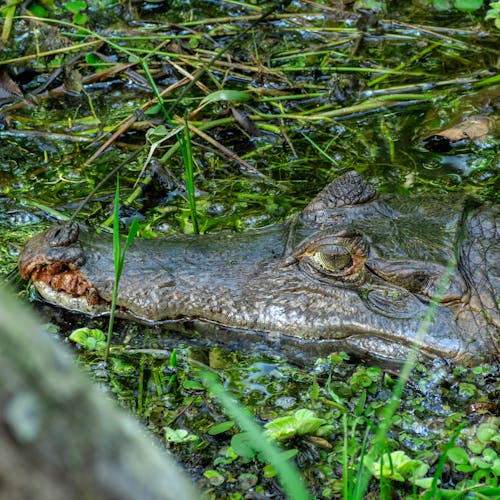 Gratis arkivbilde med alligator, amazonas, amfibium