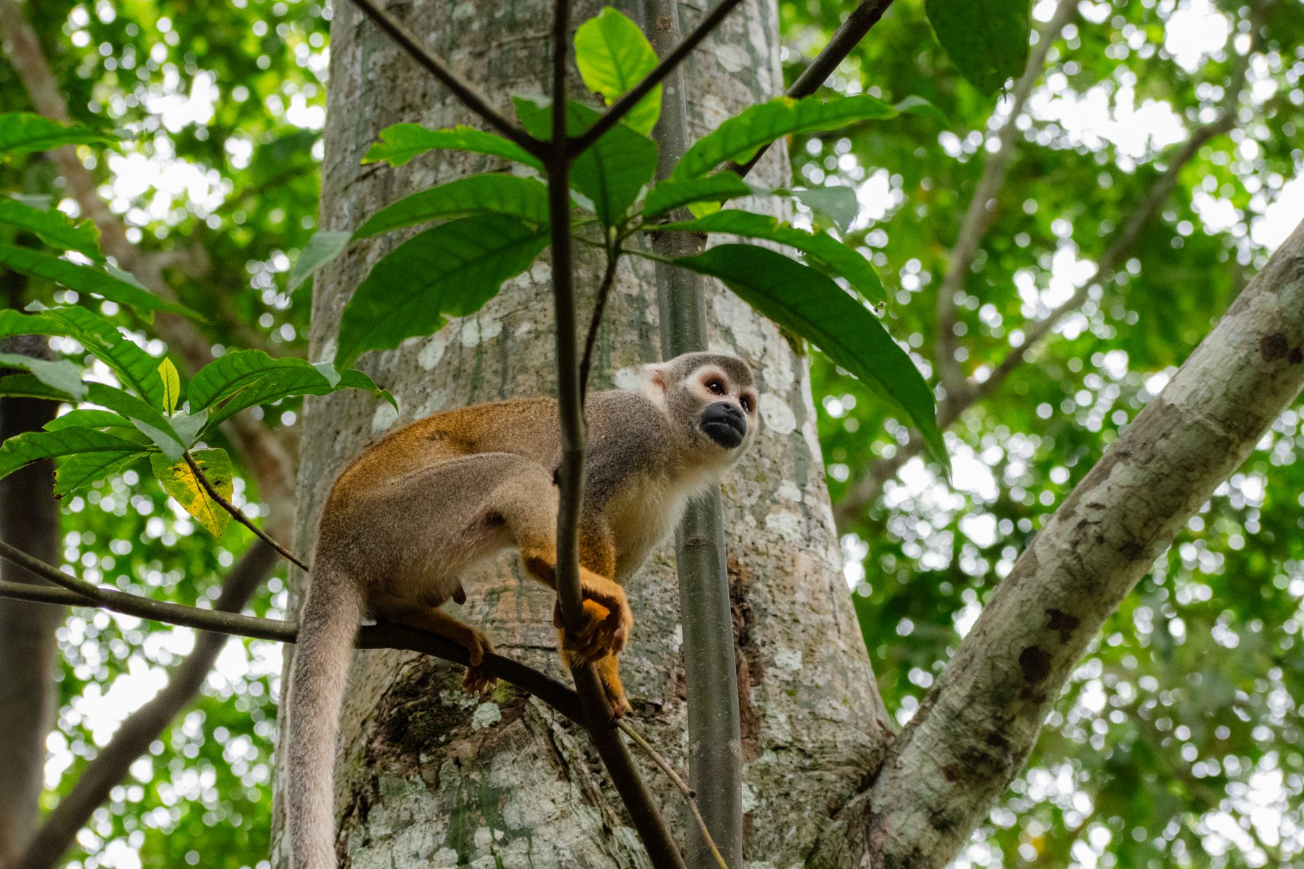 Wildlife in the Amazon Rainforest