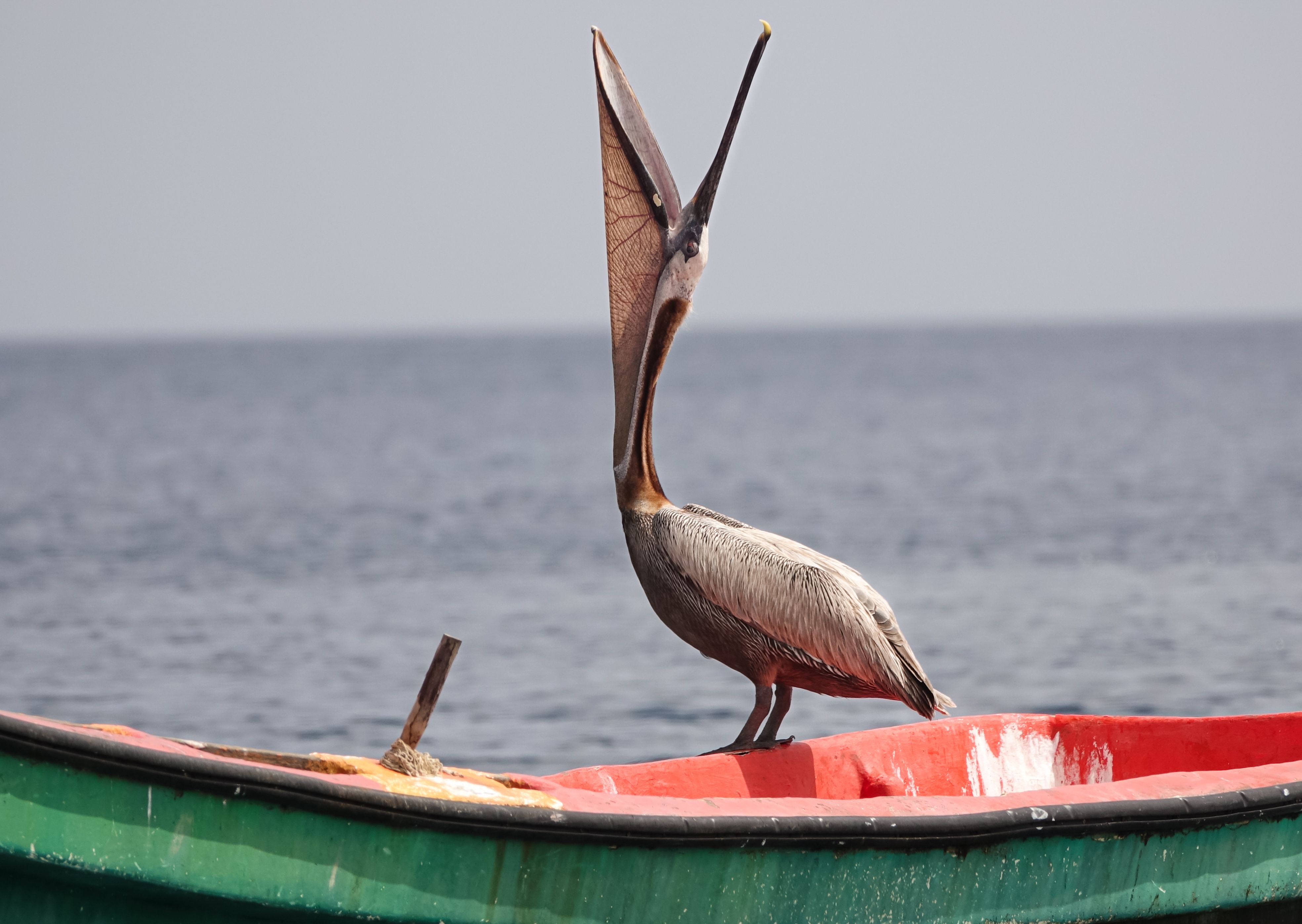 A brown pelican perched on a colorful boat in Martinique, showcasing wildlife and natural beauty.