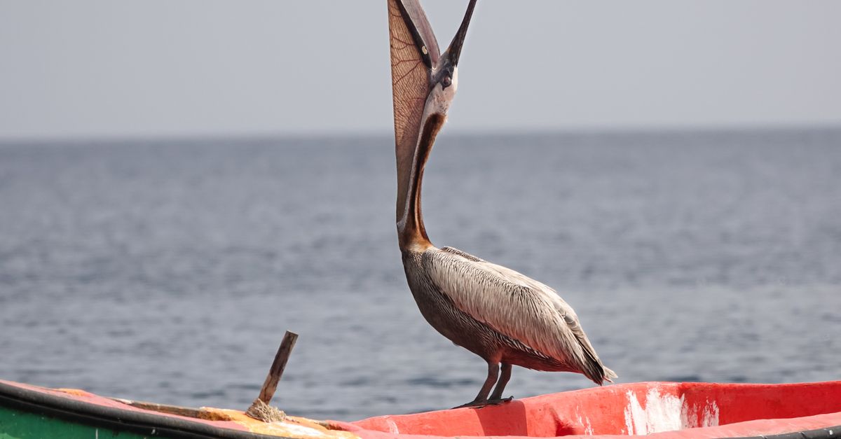 Rüyada Pelikan ve Renkli Balıklar Görmek - Rüya Tabiri ve Anlamı - A brown pelican perched on a colorful boat in Martinique, showcasing wildlife and natural beauty.