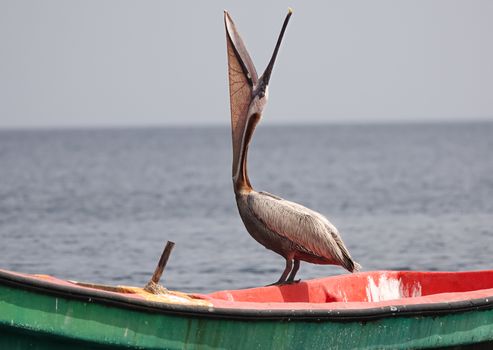 A brown pelican perched on a colorful boat in Martinique, showcasing wildlife and natural beauty.