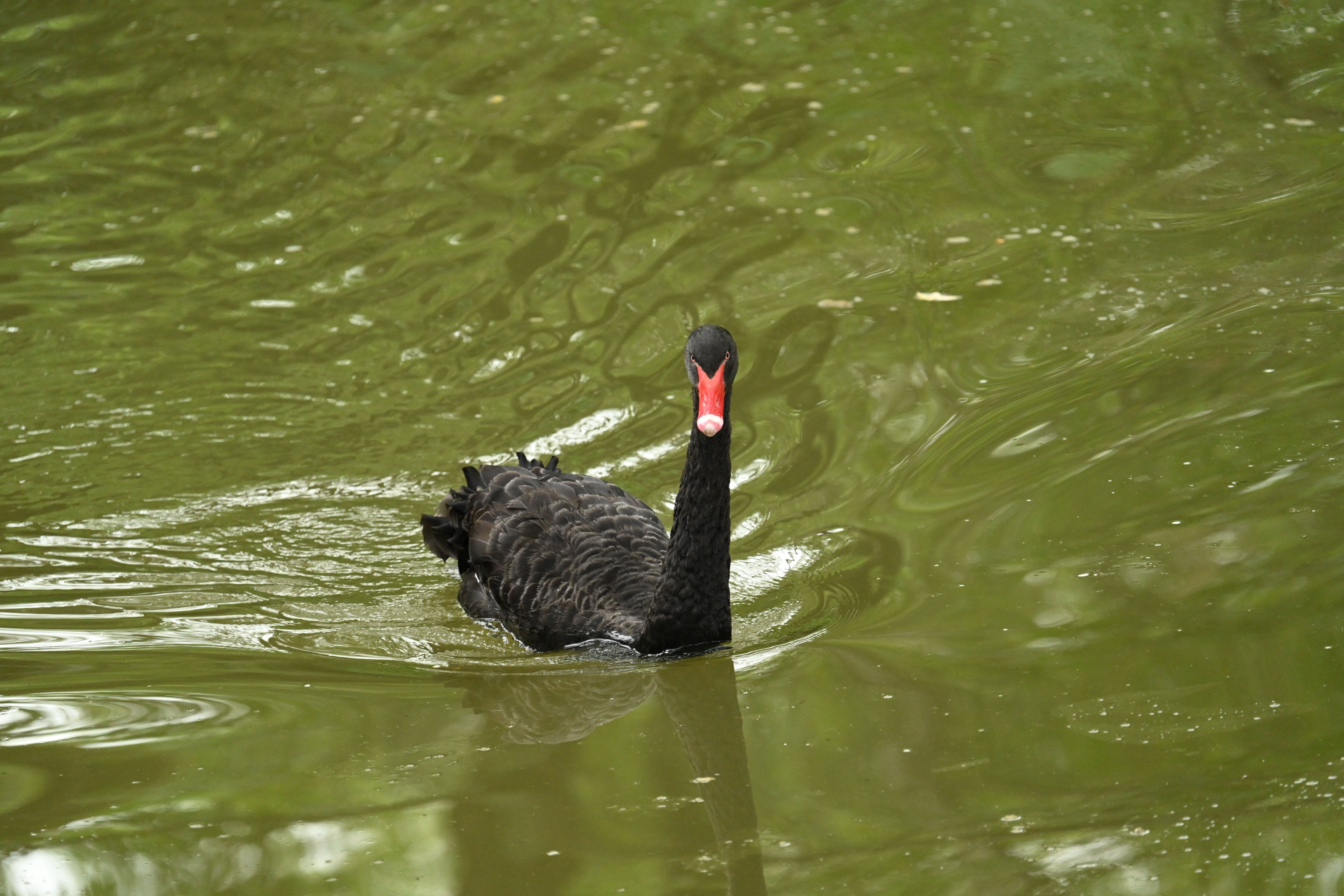Close-up of a Black Swan Swimming in a Body of Water · Free Stock Photo