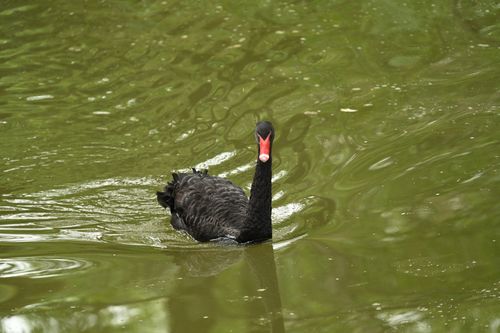 Free Elegant black swan swimming gracefully in a tranquil pond. Stock Photo