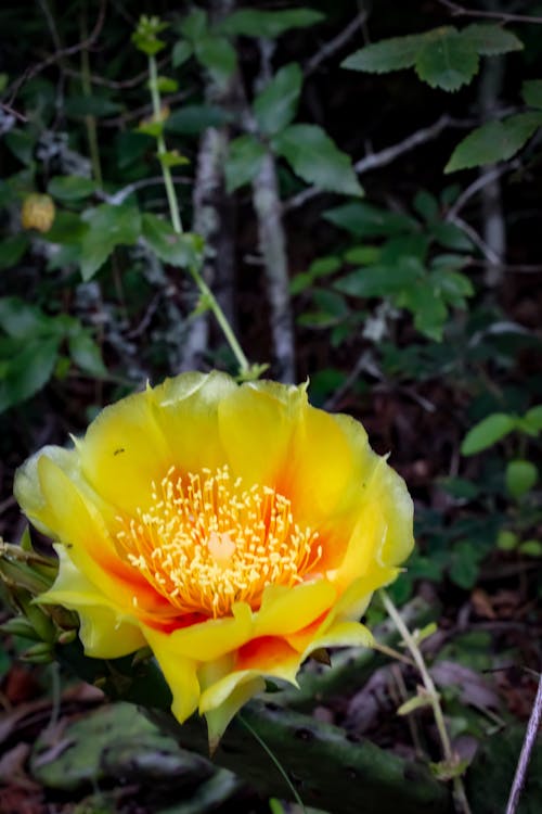 Free stock photo of bloom, flower, yellow