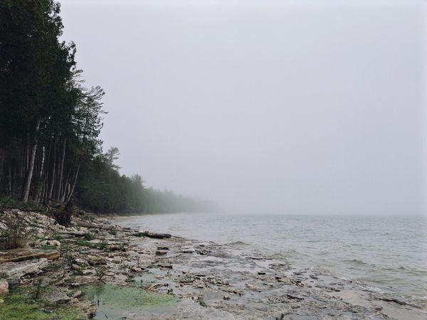 Fogbound rocky shoreline and pine forest — photo by Zach Dalzell on Pexels