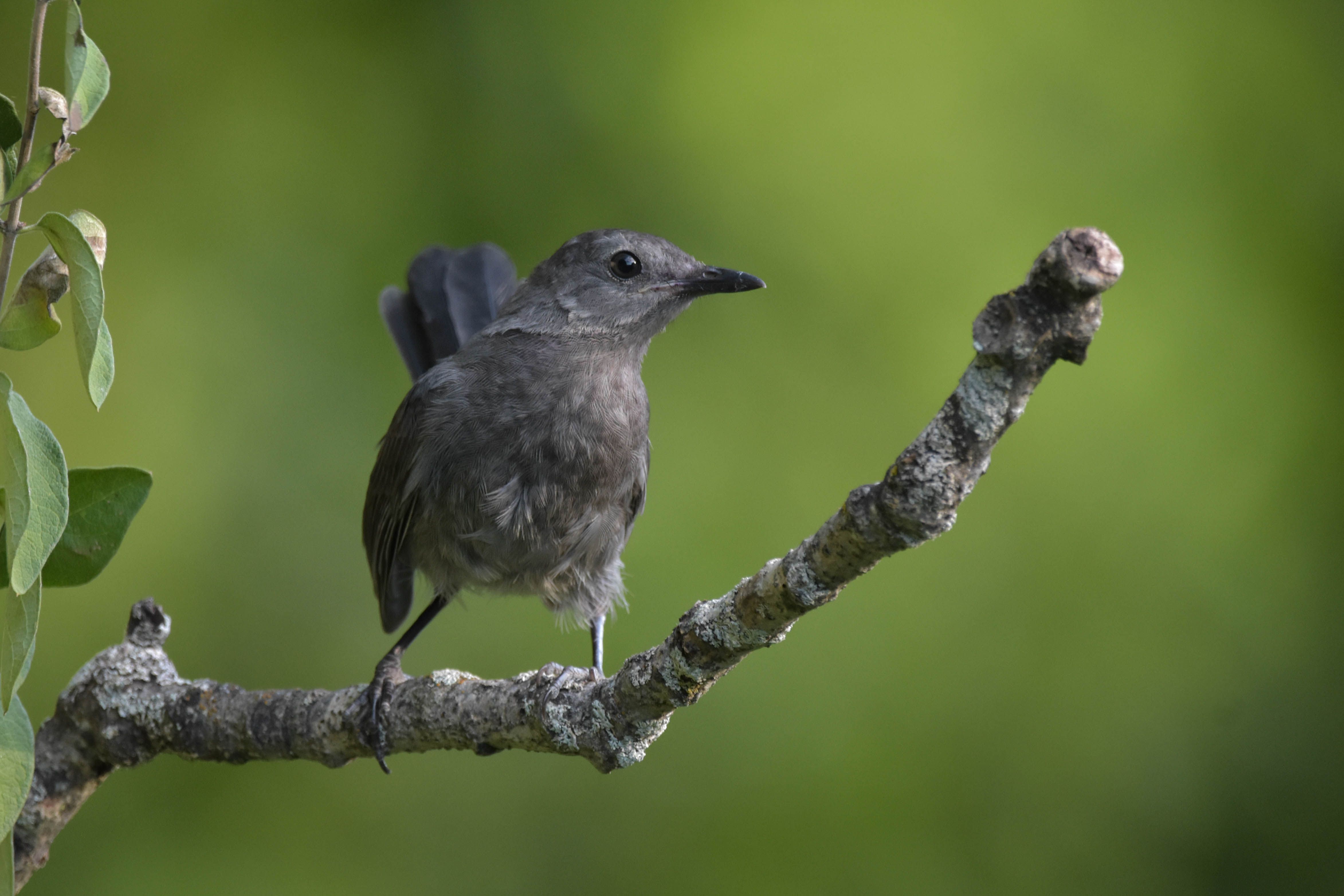 Free stock photo of Gray Catbird