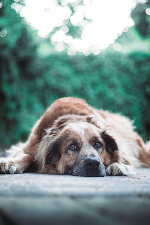 Long-coated Brown Dog