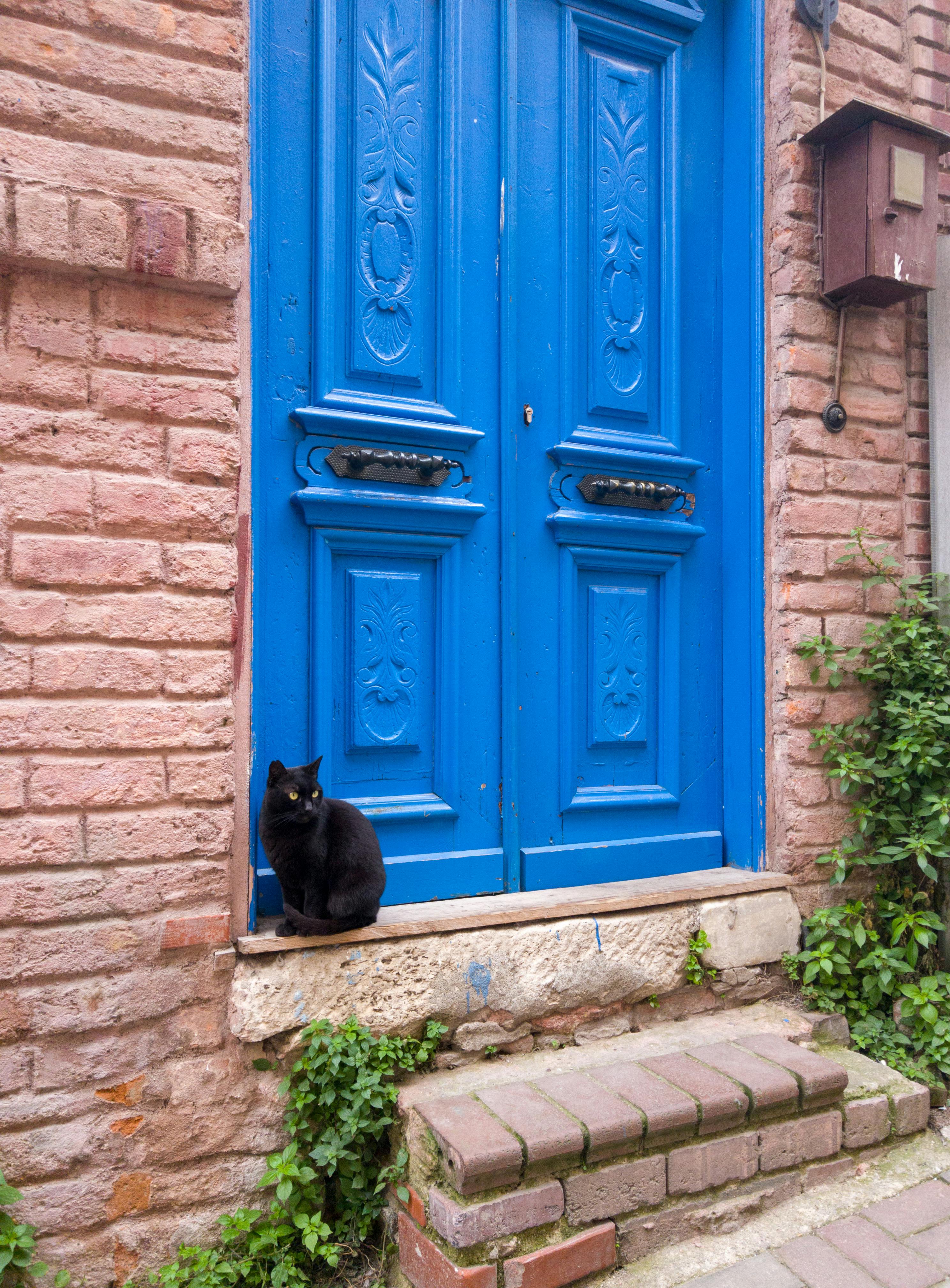 Free stock photo of black cat, cat, door
