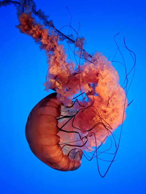 Free Close Up Photo of Orange Jellyfish Stock Photo