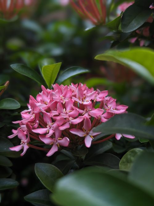 Free Close-up of pink Ixora flowers surrounded by lush green leaves, highlighting natural beauty in Indonesia. Stock Photo