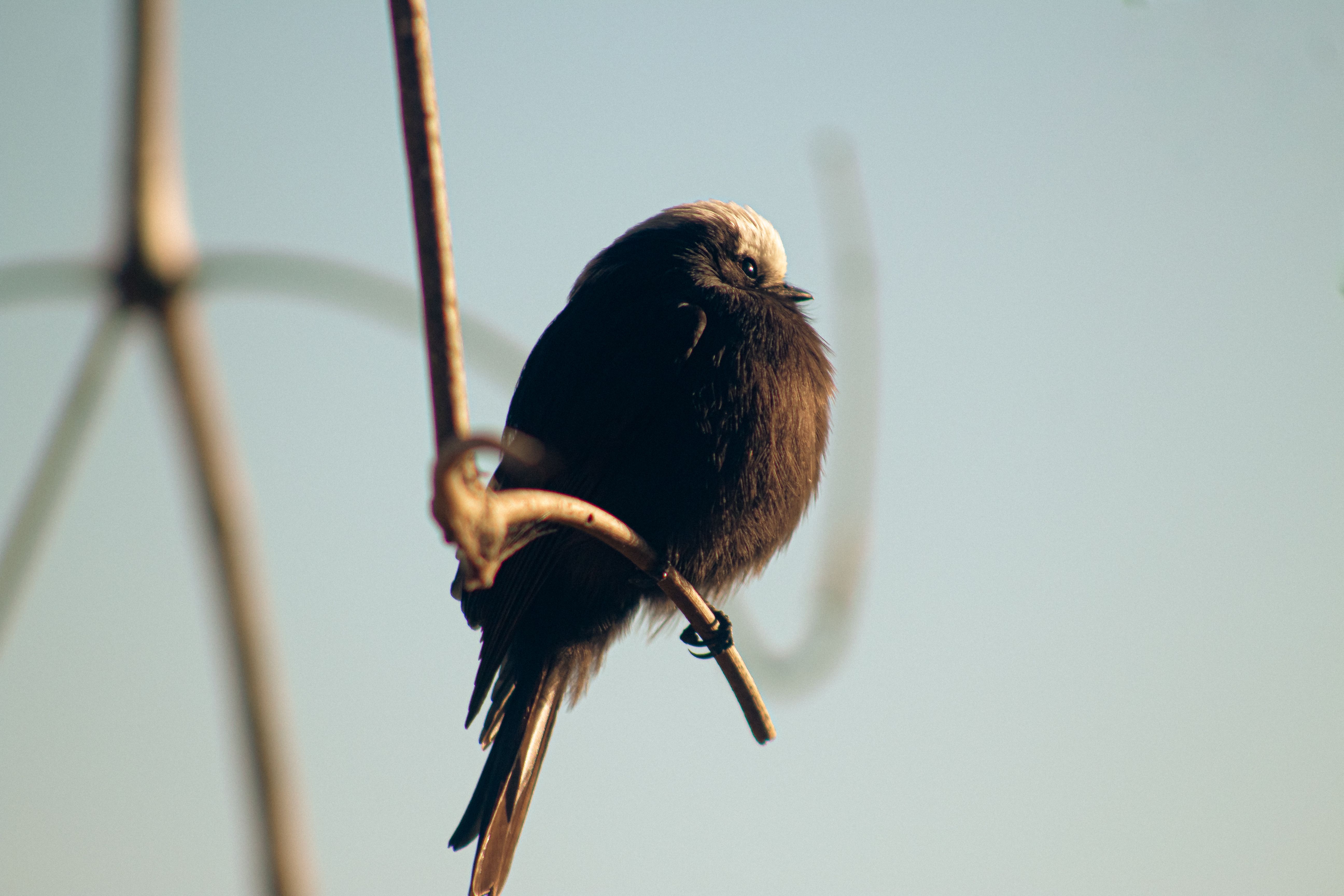 Long-tailed Tyrant Bird · Free Stock Photo