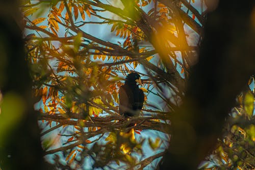 natureza, passarinho, 伊夫 的 免费素材图片