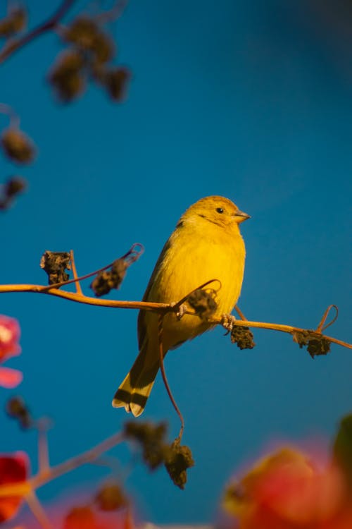 Foto stok gratis alam, berbayang, burung