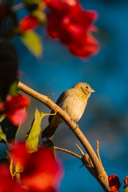 Kostenloses Stock Foto zu baum, blatt, blume