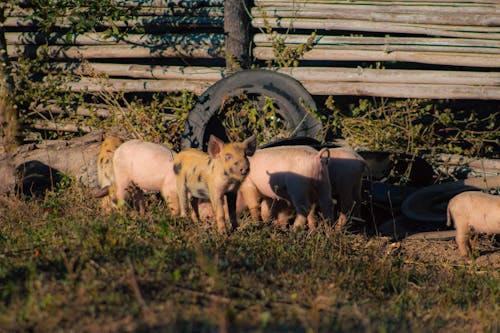 Gratis lagerfoto af baby grise, dyr, dyreliv