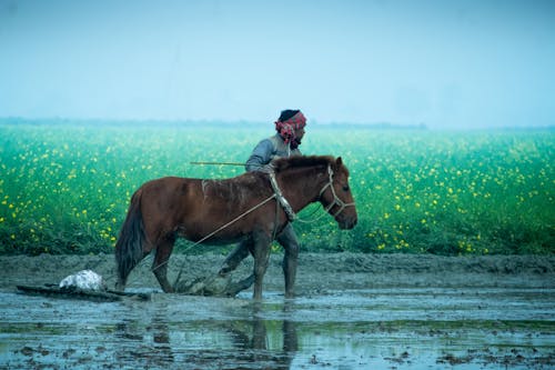 Ploughing field with Horse