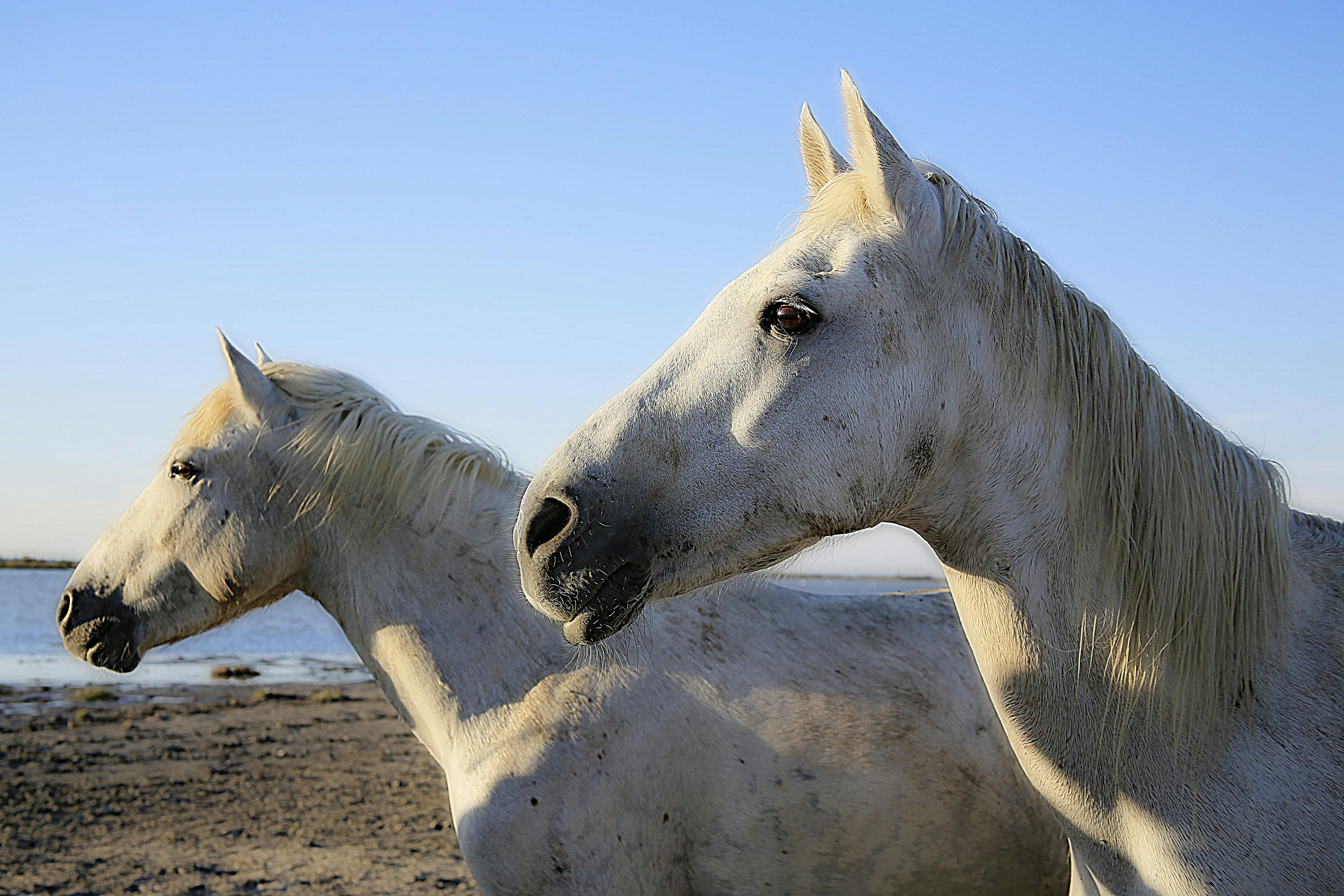 Gambar Kuda Hitam Putih Keren | Gambarkeren77