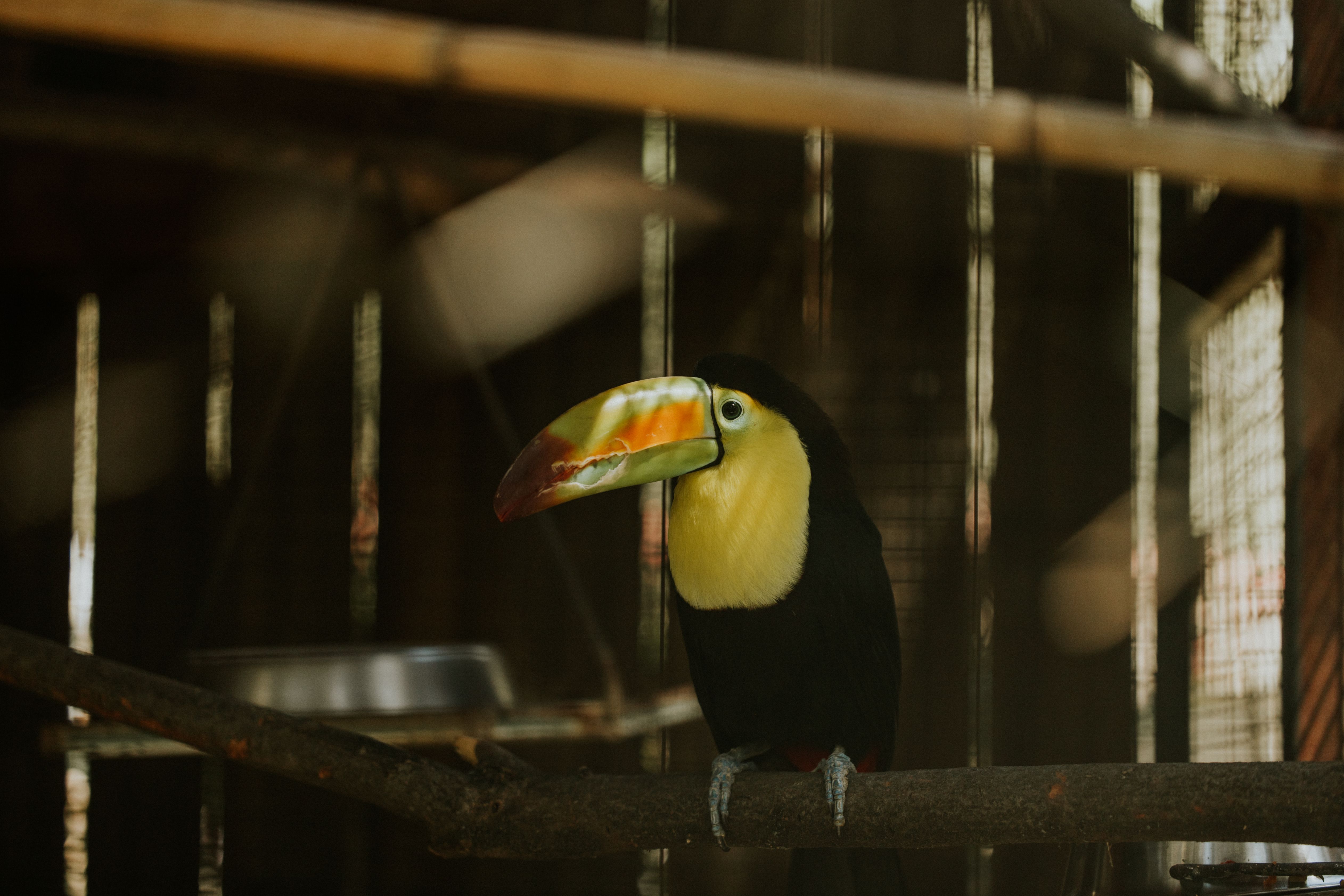 Macaw Mountain Bird Park
