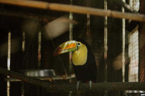 Free Close-up of a colorful toucan perched inside a zoo aviary cage. Stock Photo