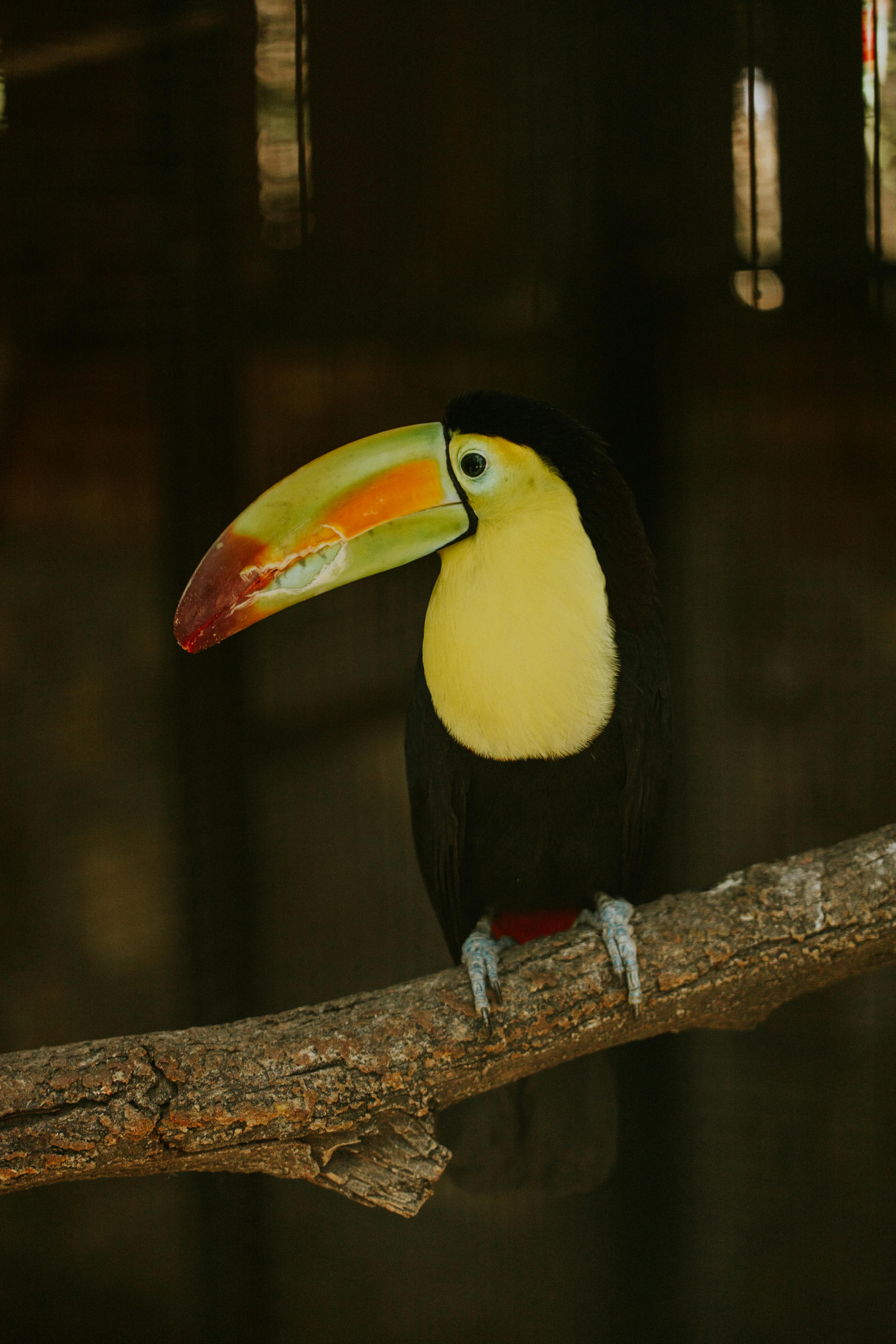 Close-up of a colorful toucan resting on a branch, showcasing its exotic beauty and vibrant plumage.