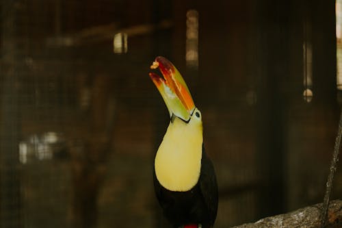 Foto d'estoc gratuïta de a l'aire lliure, adult, aguila