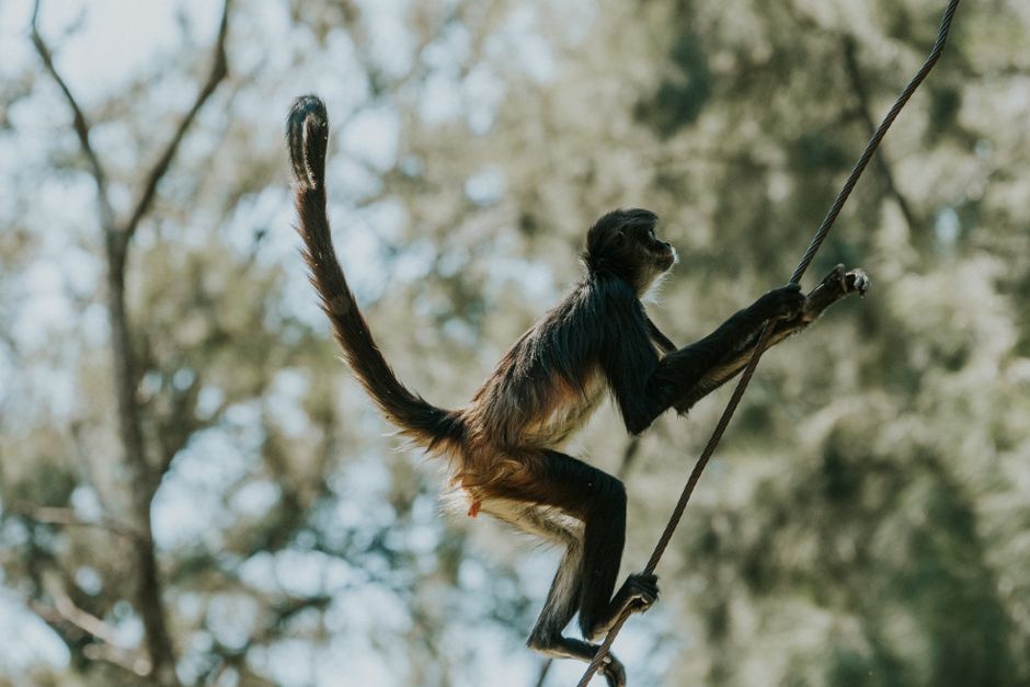 A spider monkey gracefully climbs a rope in its natural jungle habitat.