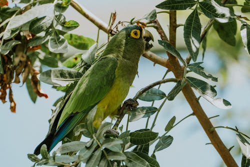 Foto profissional grátis de aguila, alimento, animais selvagens