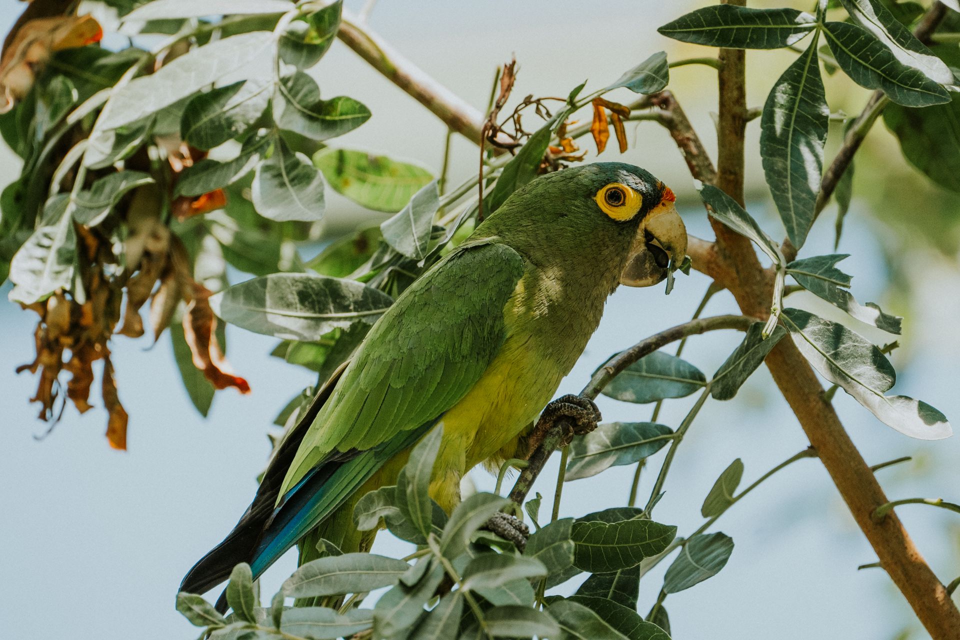 Colorful parakeet perched on a branch surrounded by green foliage in a natural setting.