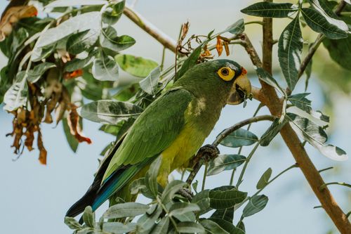 Free Colorful parakeet perched on a branch surrounded by green foliage in a natural setting. Stock Photo