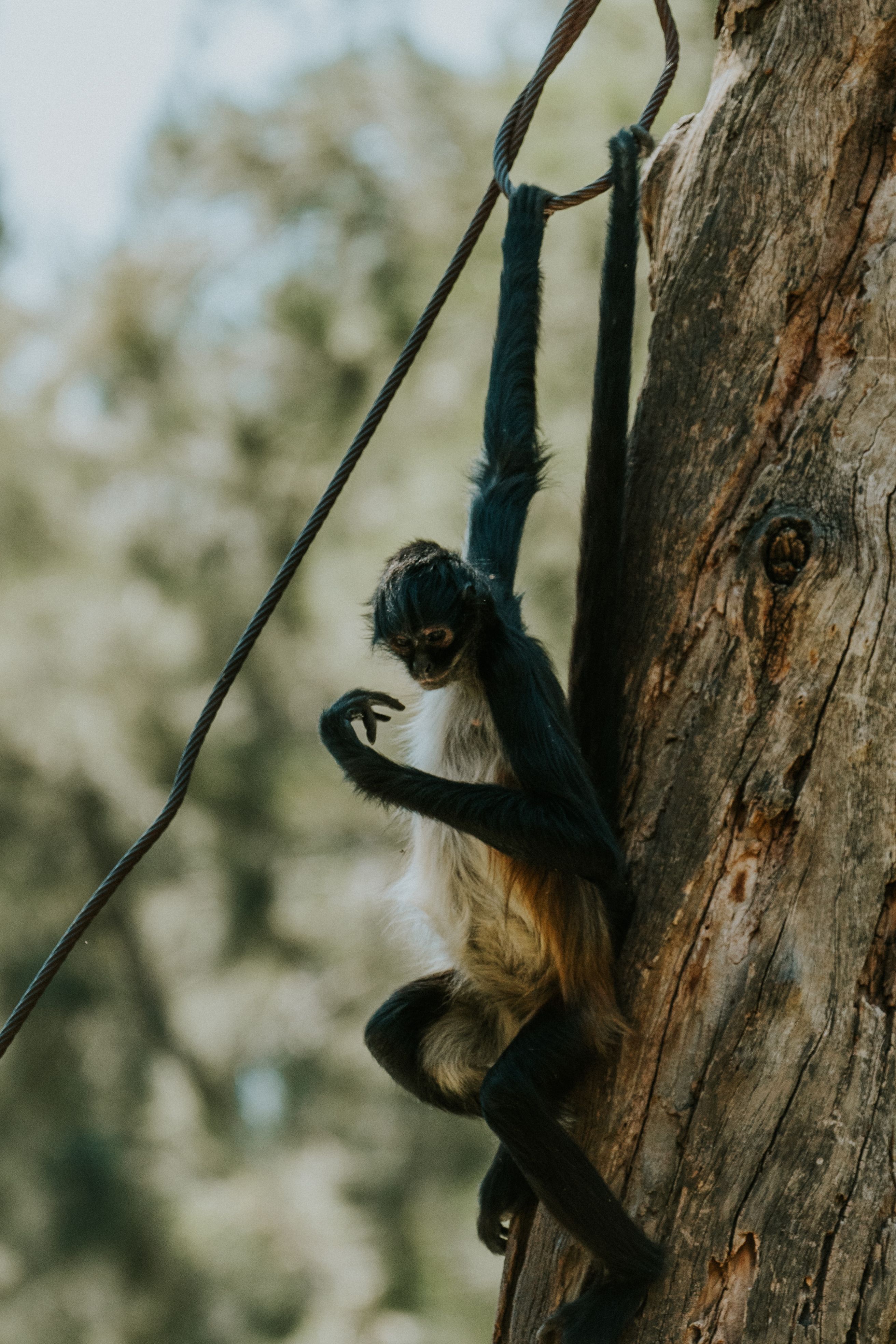 Monkey Hanging on Rope on Tree · Free Stock Photo