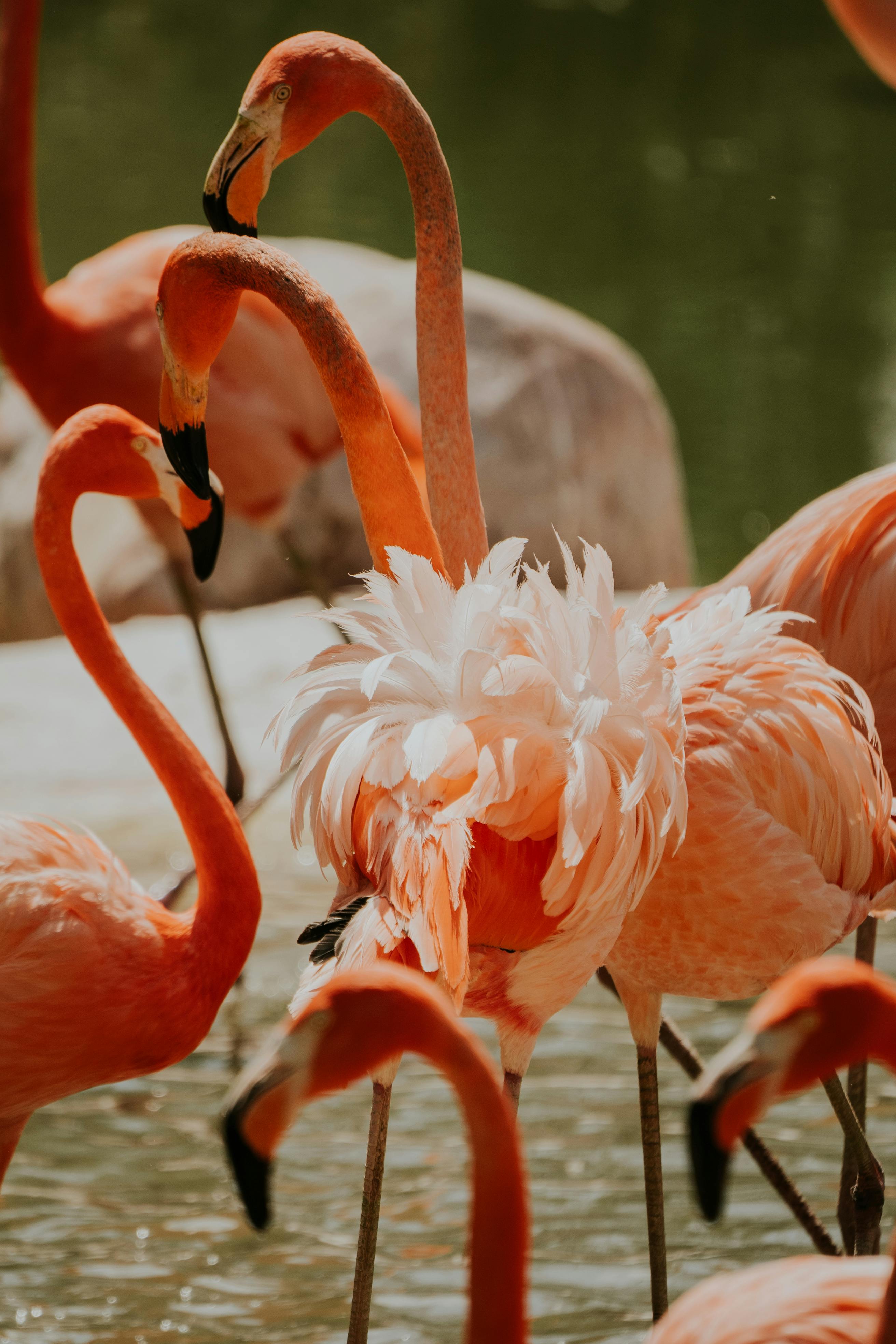Capture of vibrant flamingos gracefully gathered in their natural habitat, showcasing vivid colors and wildlife charm.